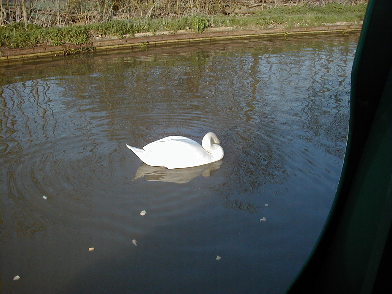 Swans like prawn crackers!!!